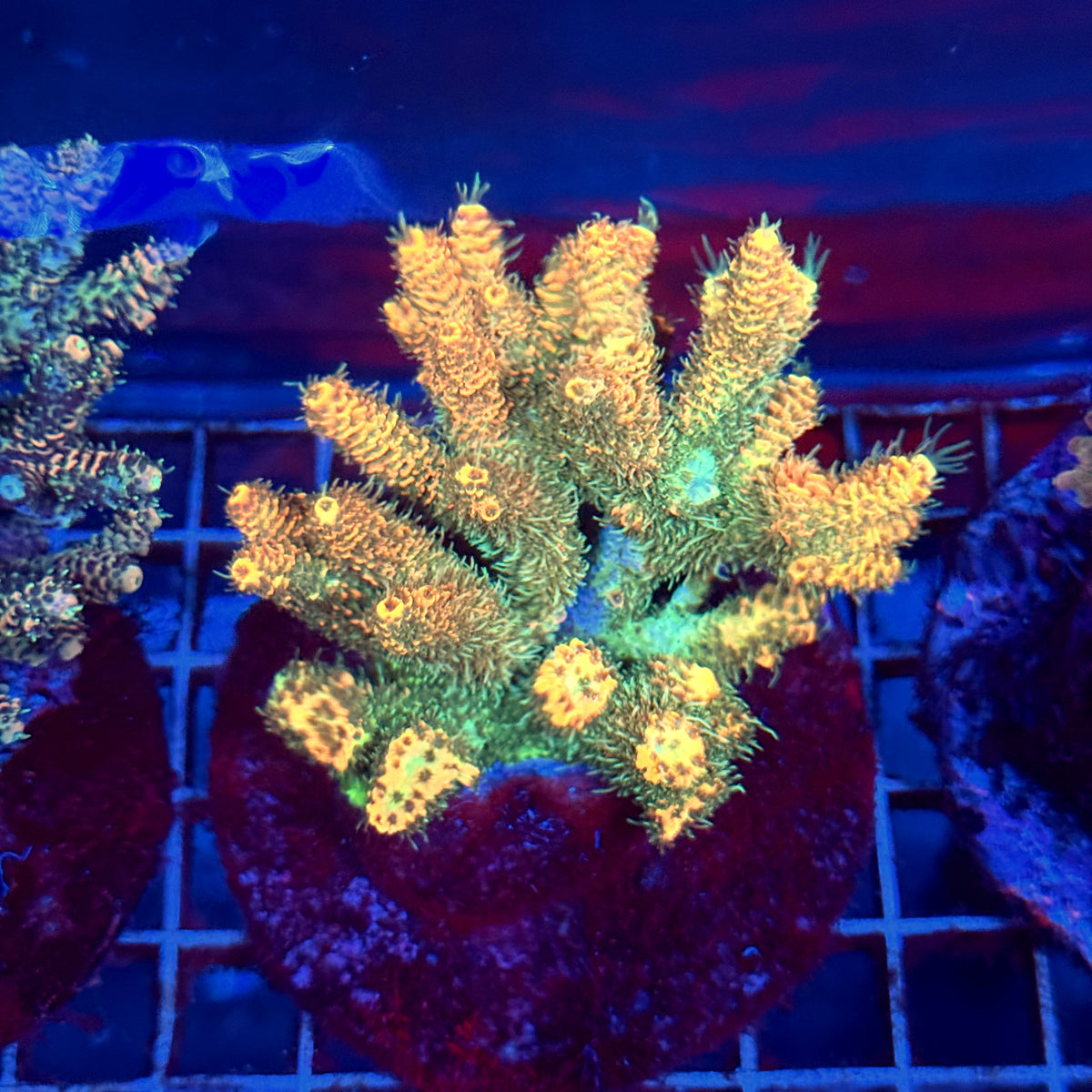 Acro Colony A7