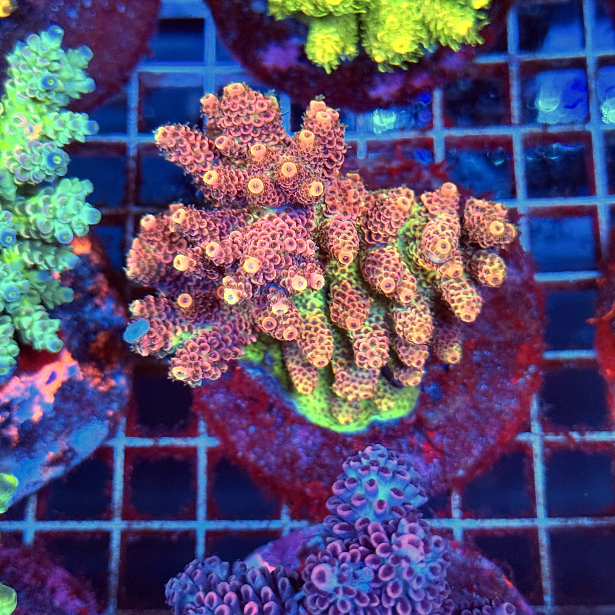 Acro Colony B10