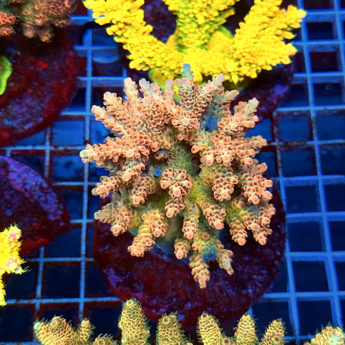 Acro Colony B12