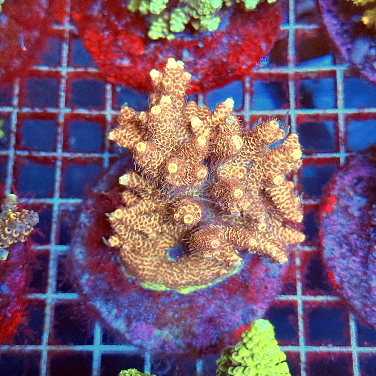 Acro Colony B3