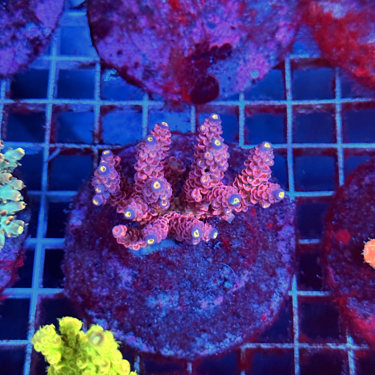 Acro Colony B5