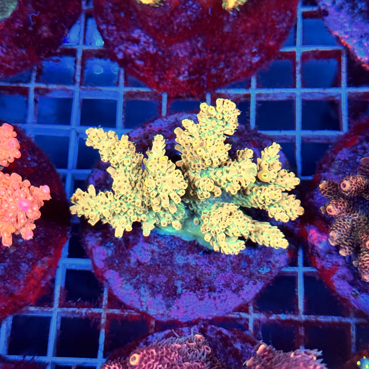 Acro Colony B7