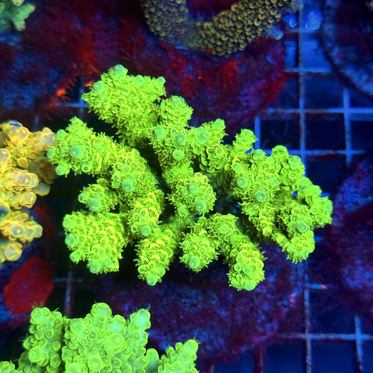 Acro Colony C2