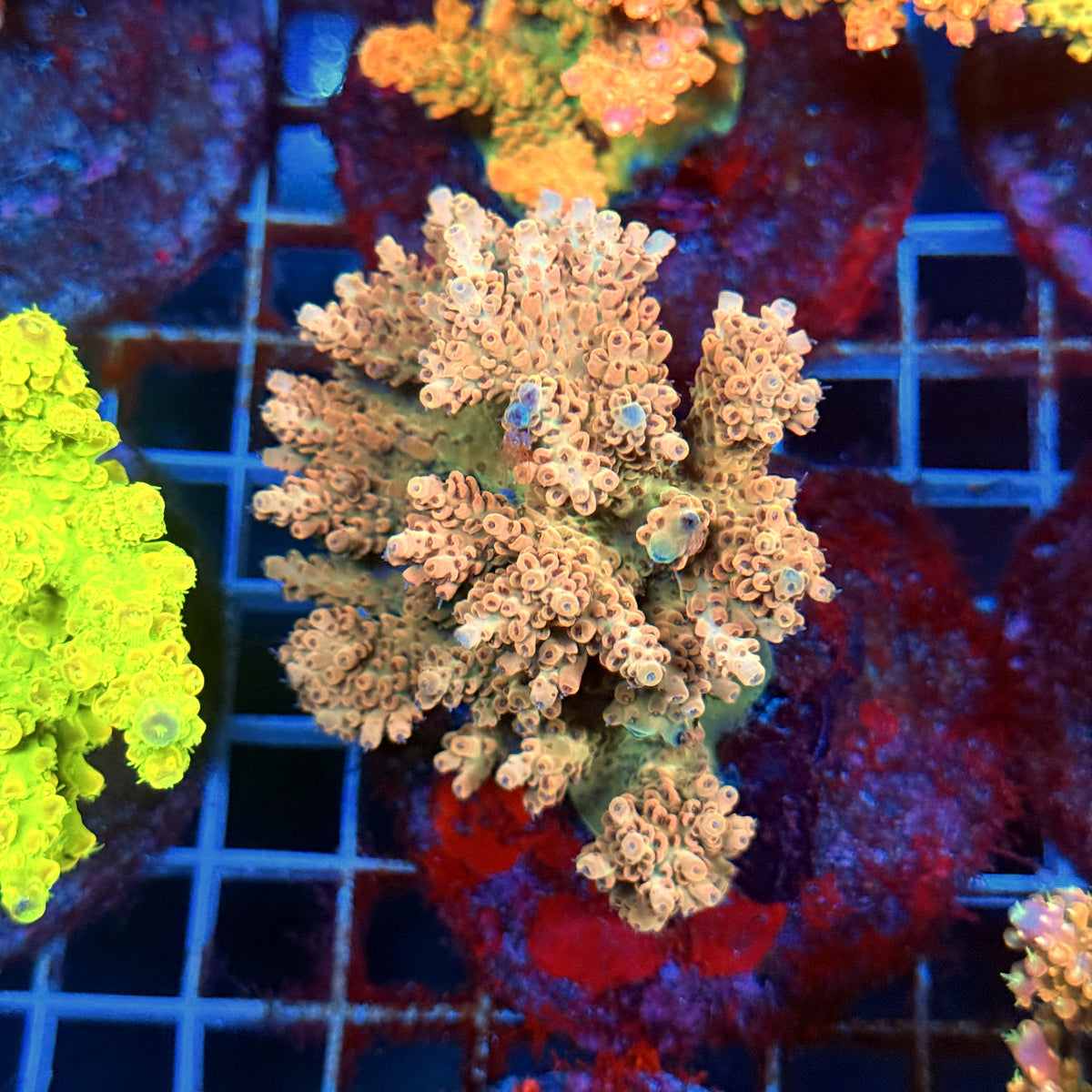 Acro Colony C6