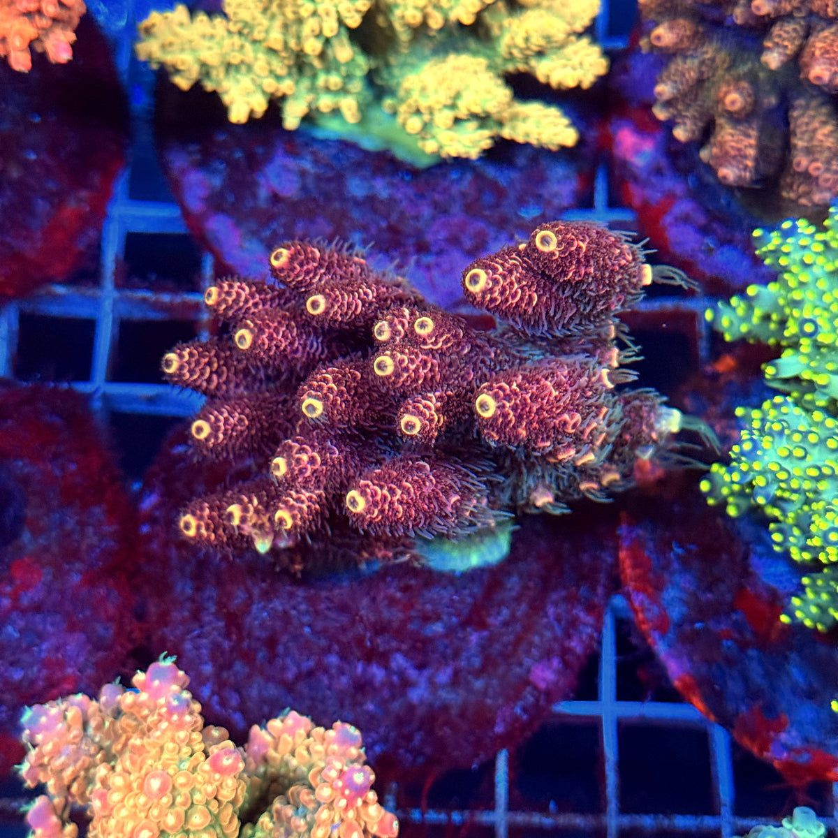 Acro Colony C7