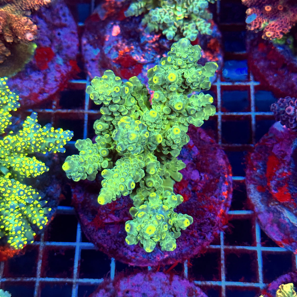 Acro Colony C9
