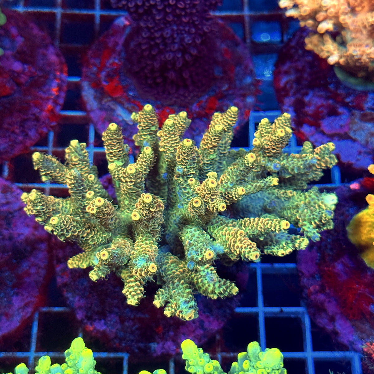 Acro Colony D10