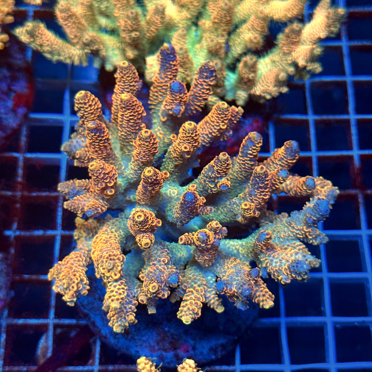 Acro Colony D12