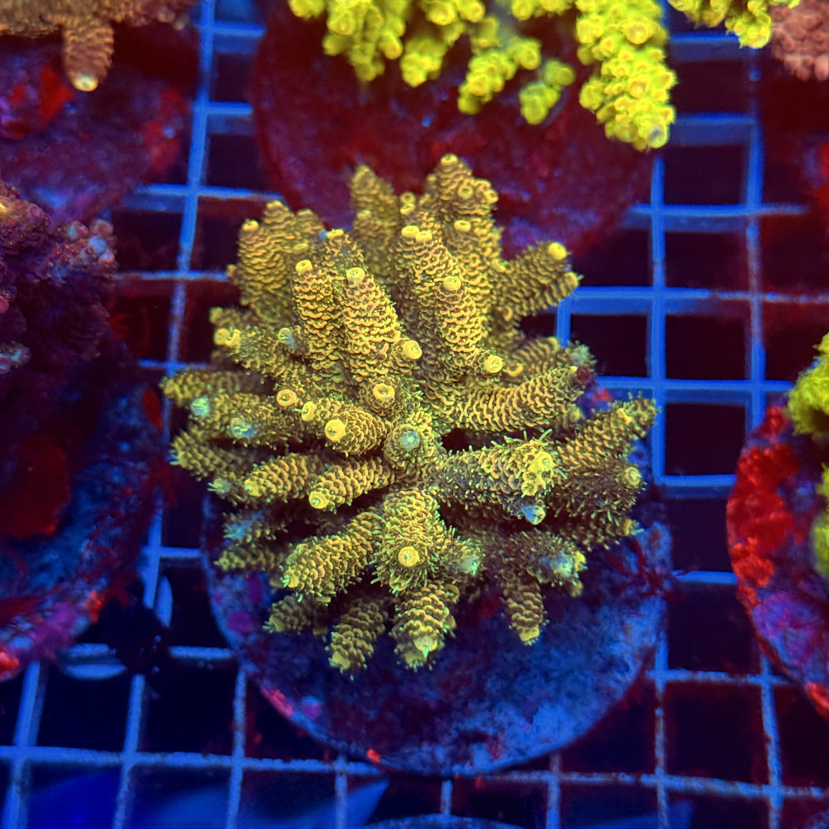 Acro Colony D5