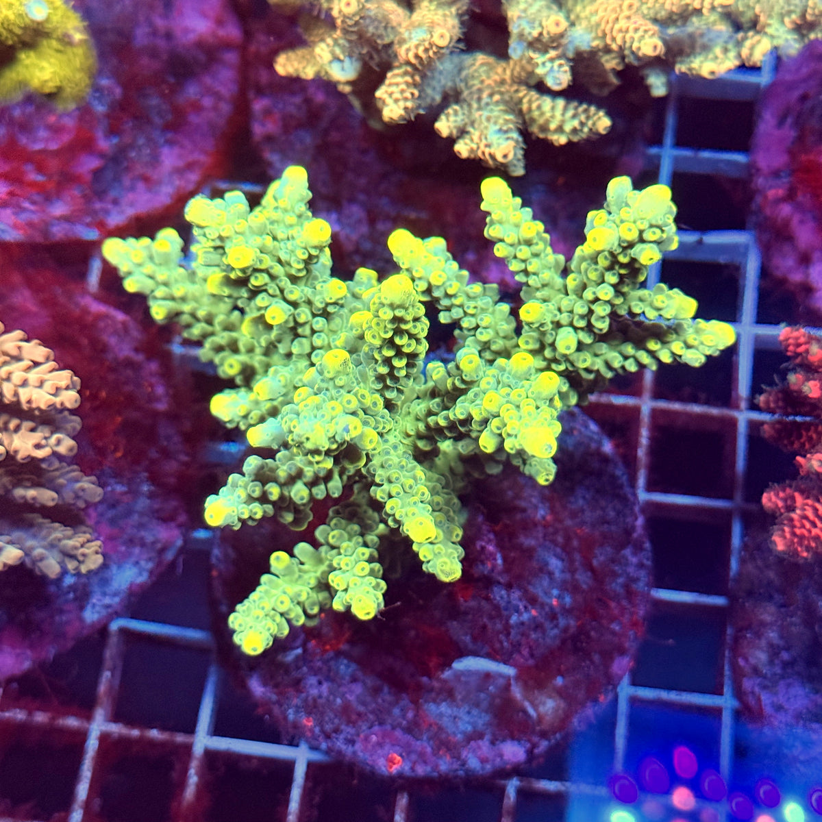 Acro Colony E10