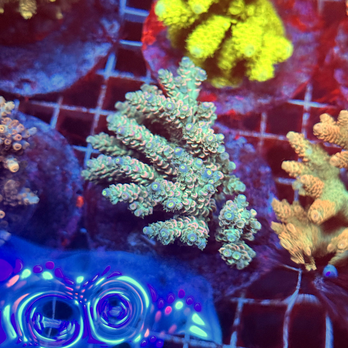 Acro Colony E6