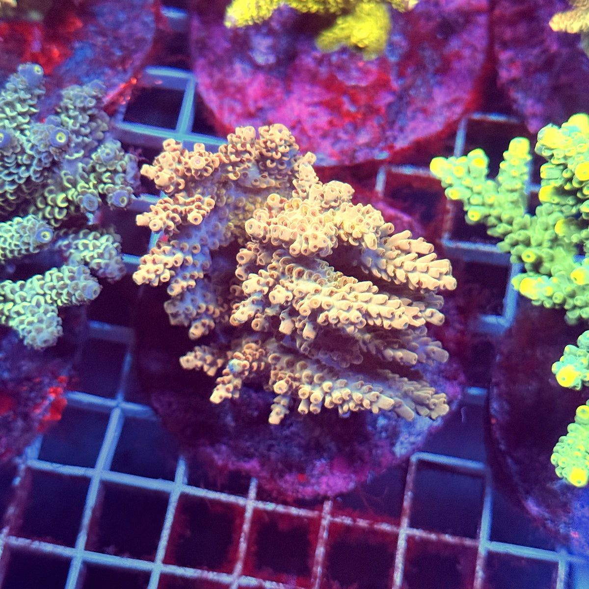 Acro Colony E9