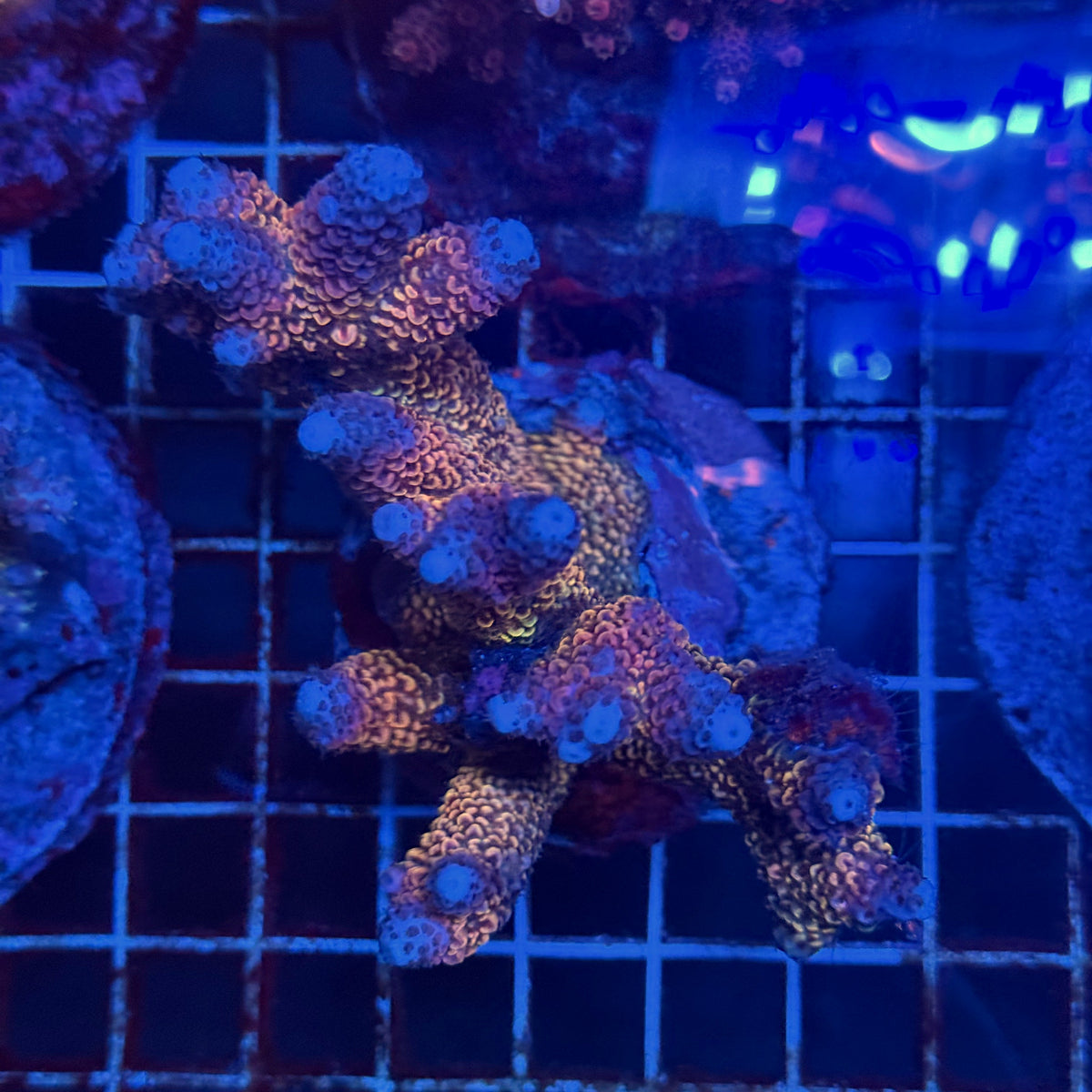 Acro Colony F3