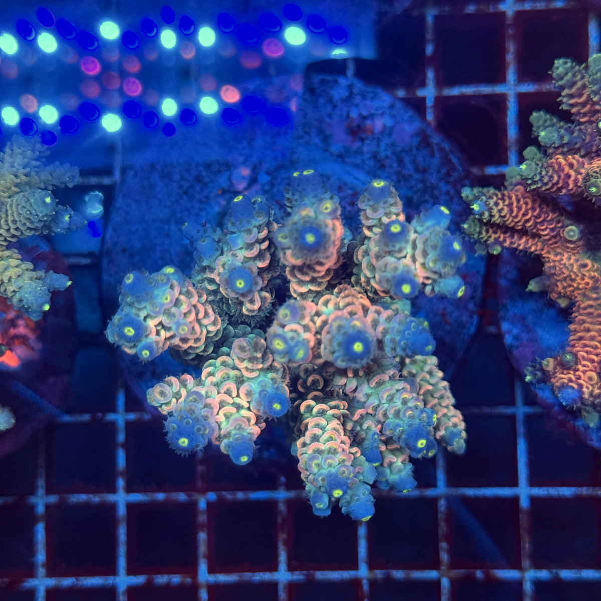 Acro Colony F6