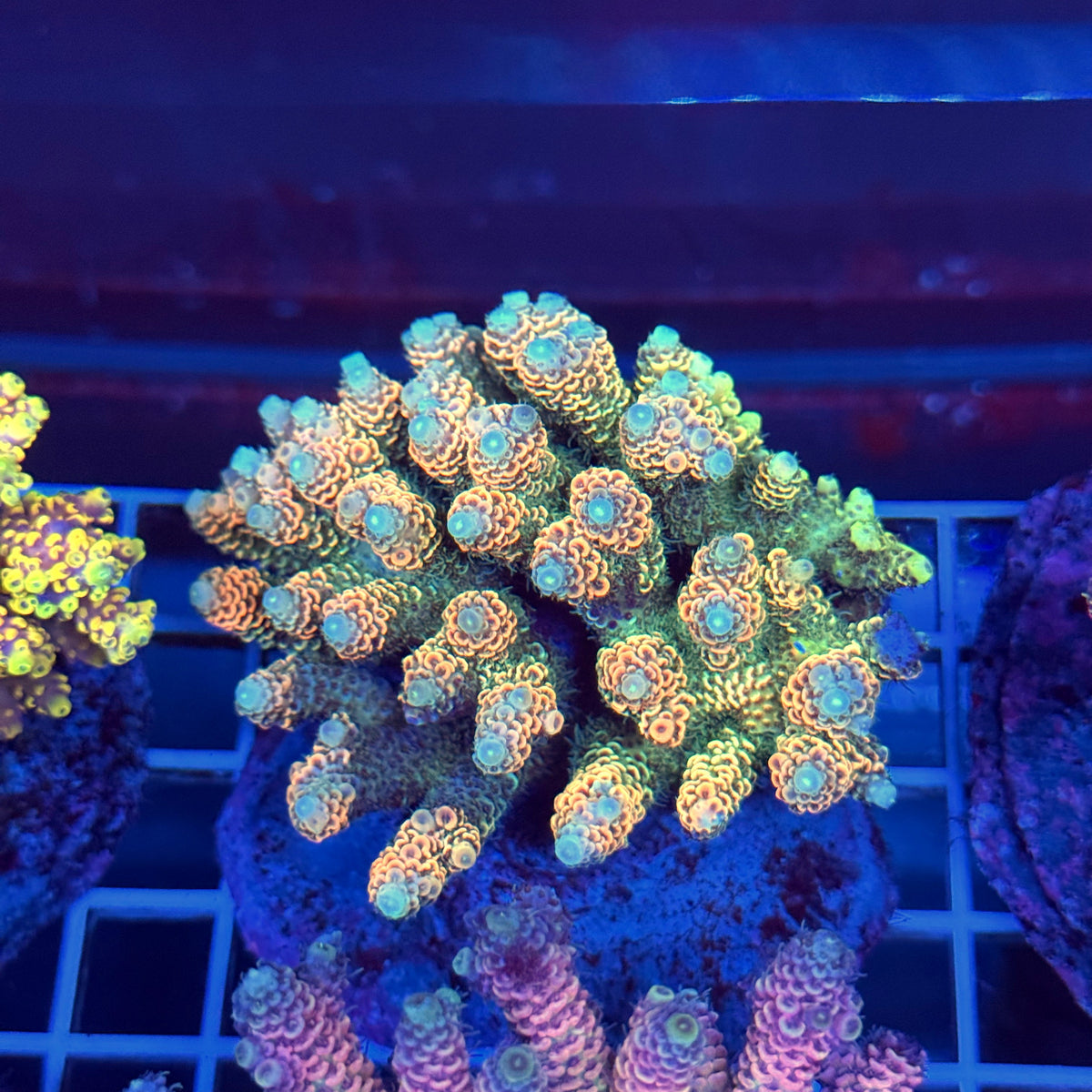 Acro Colony T3A11