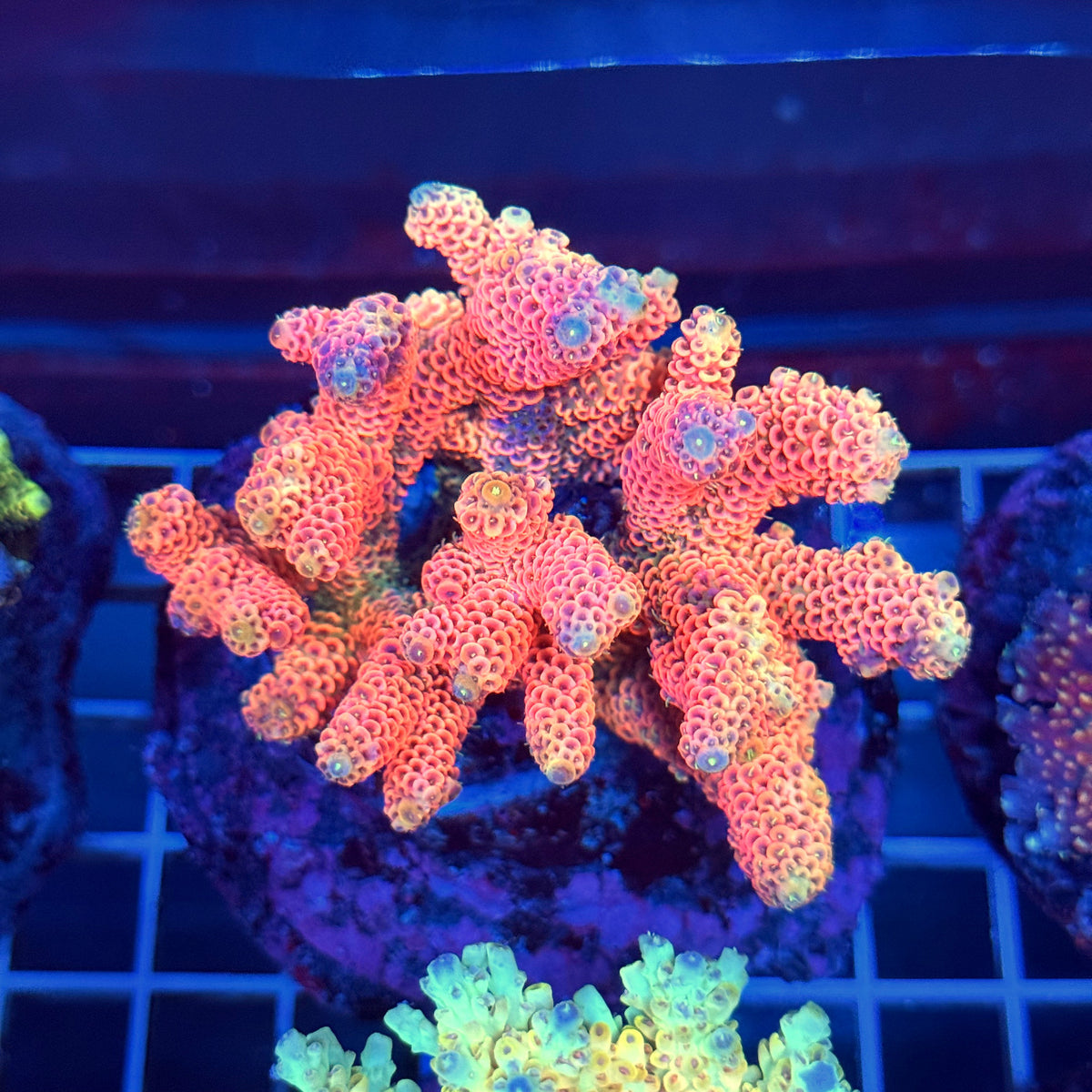 Acro Colony T3A12
