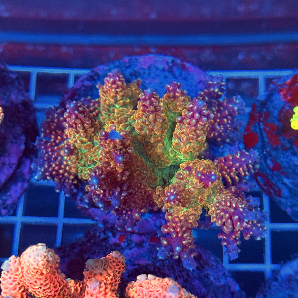 Acro Colony T3A13