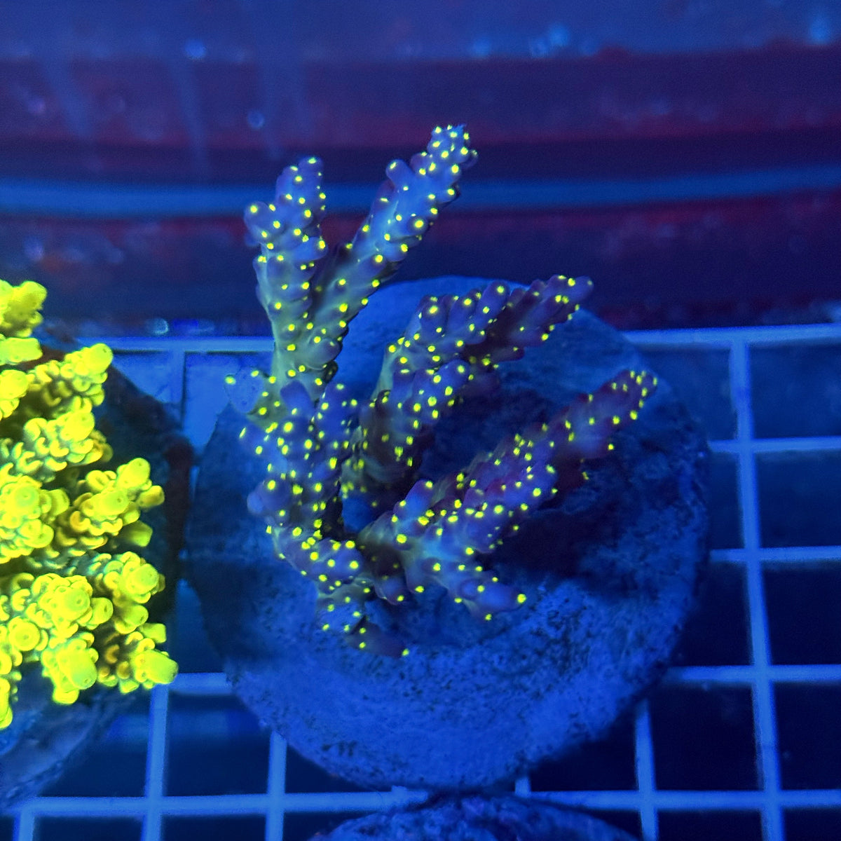 Acro Colony T3A15