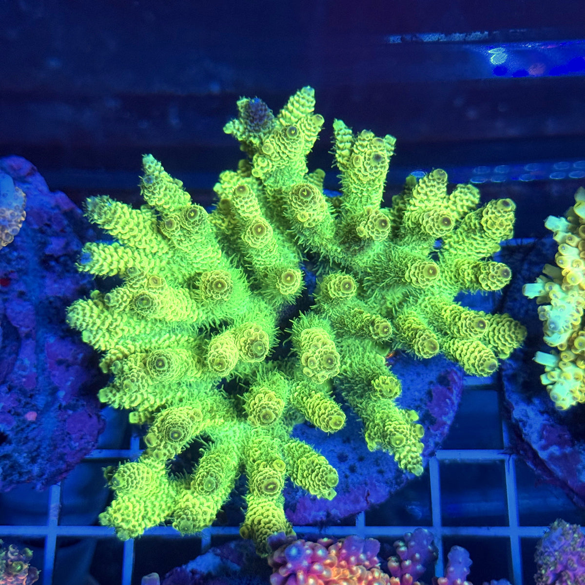 Acro Colony T3A2