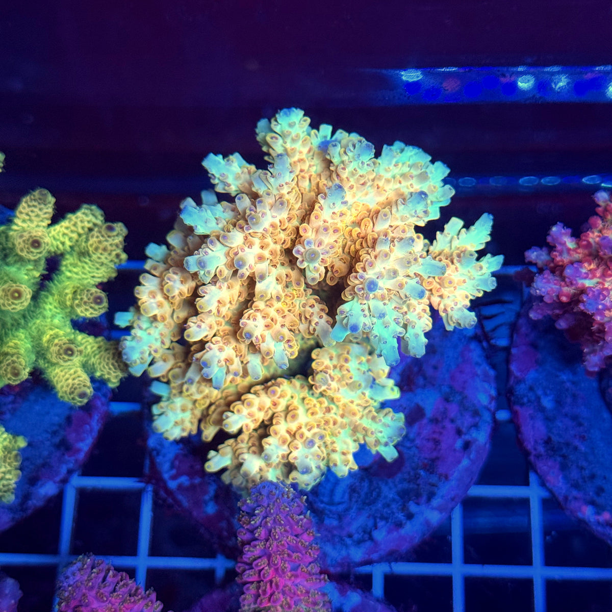 Acro Colony T3A3