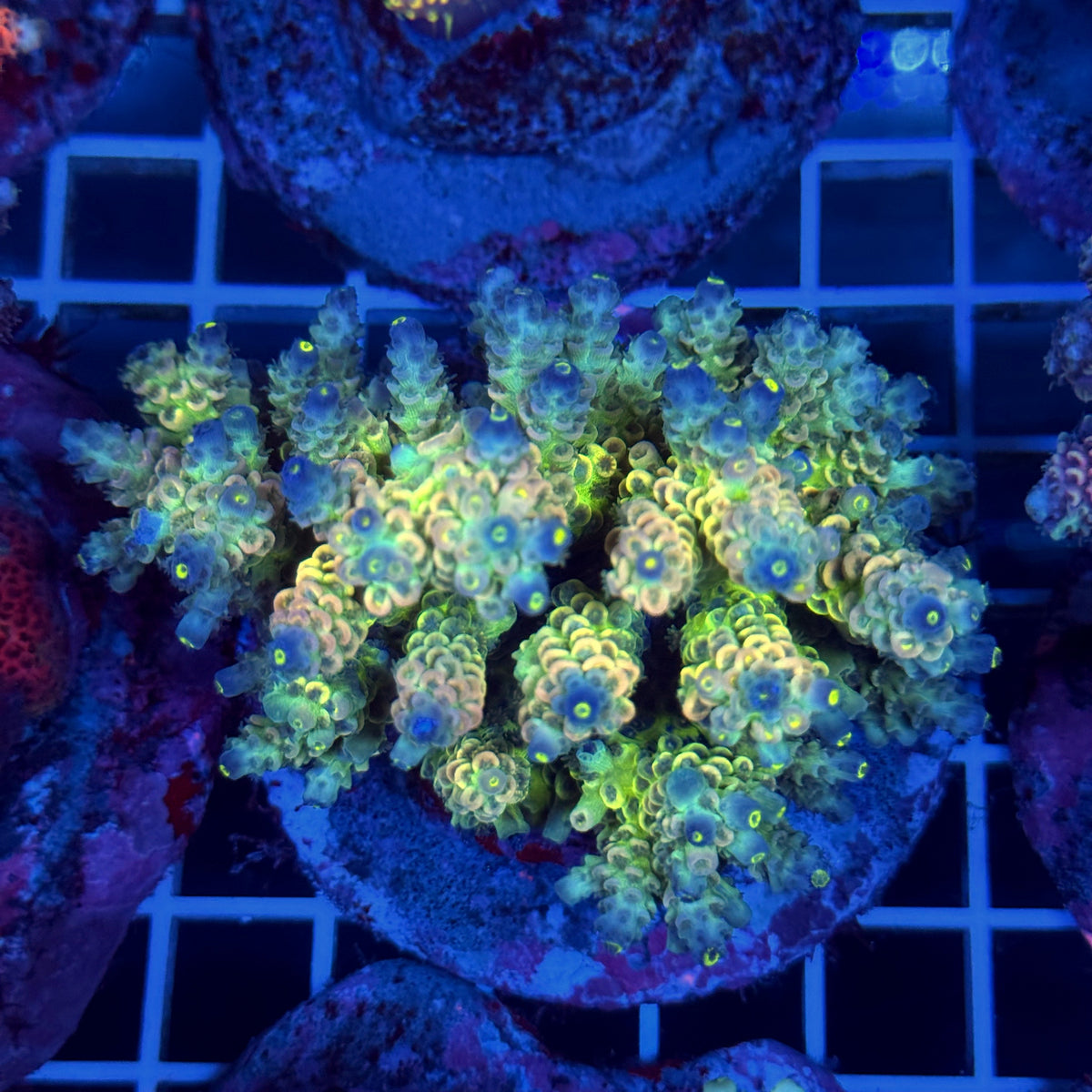 Acro Colony T3B10