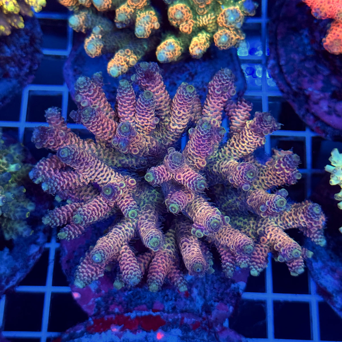 Acro Colony T3B11