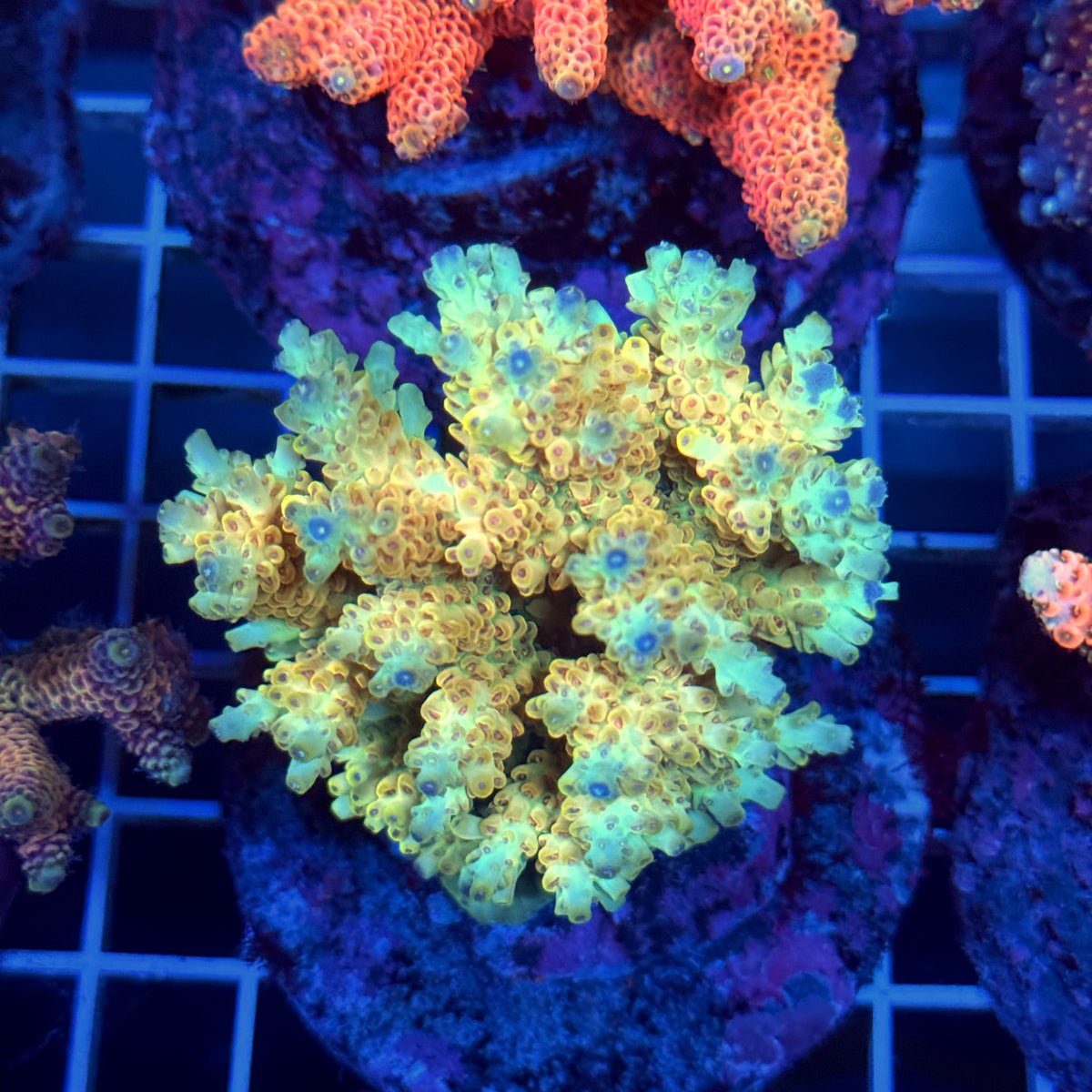 Acro Colony T3B12