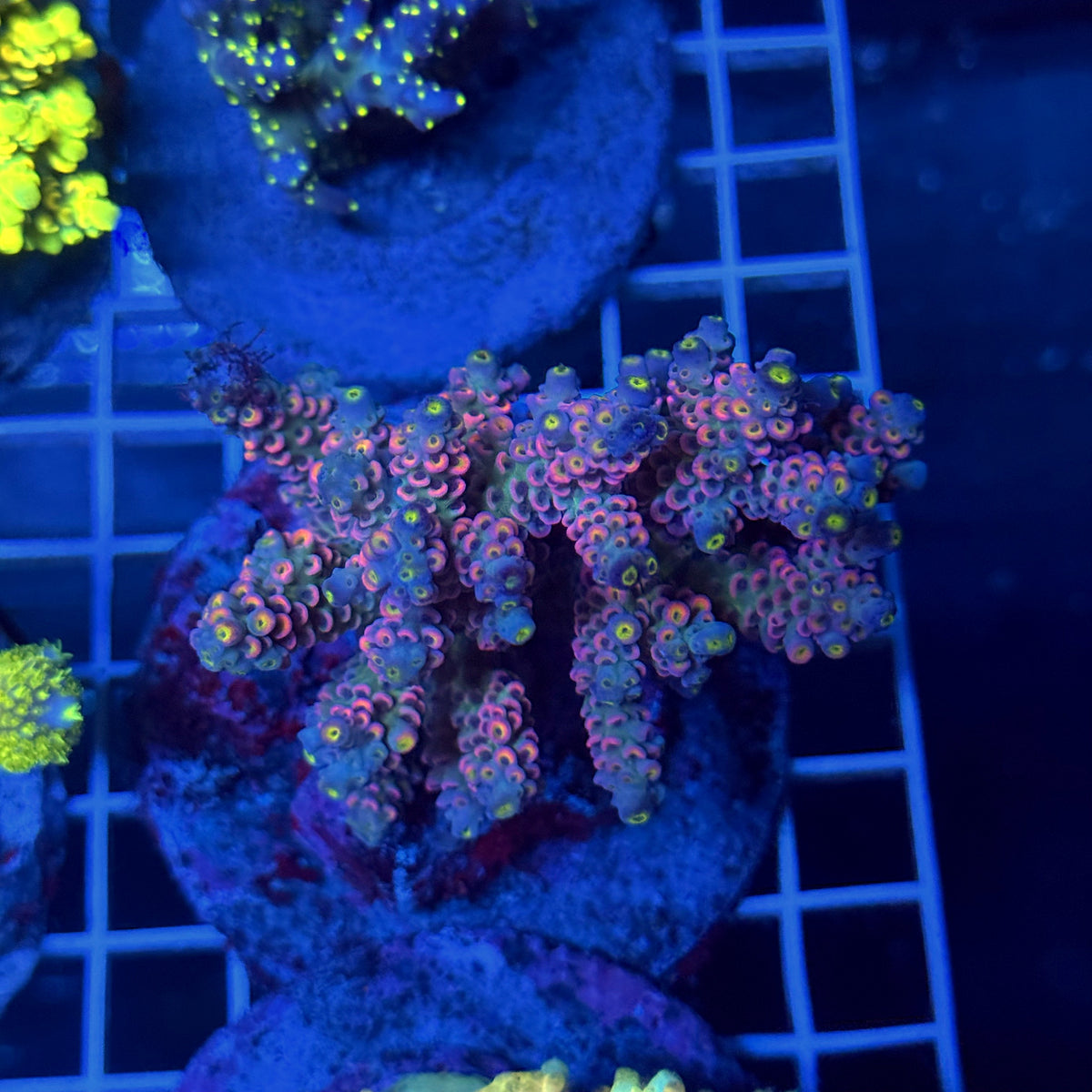 Acro Colony T3B15