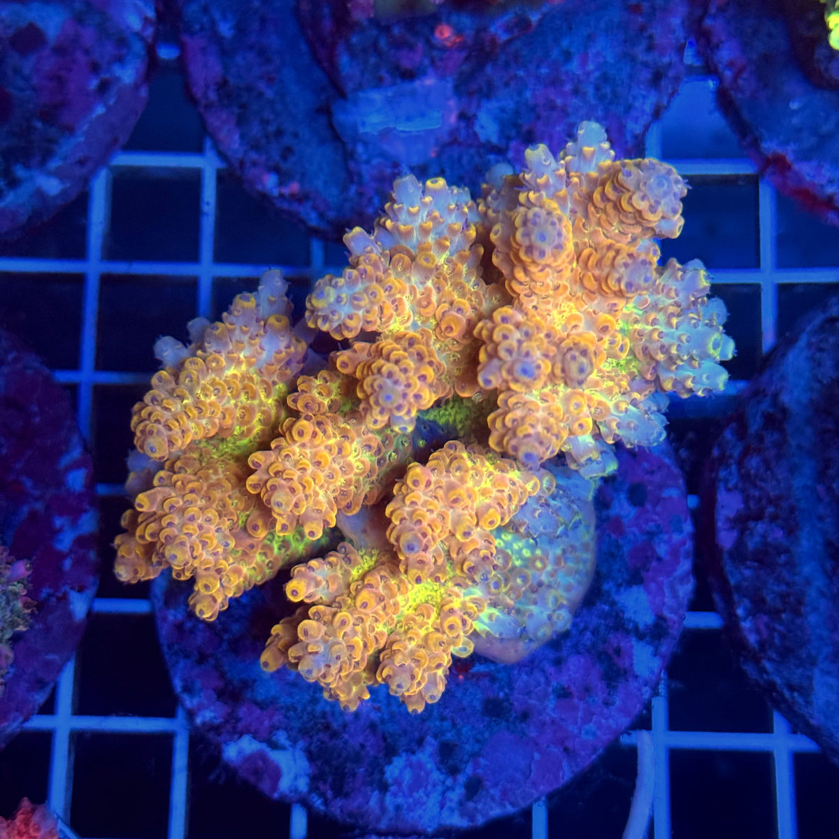 Acro Colony T3B4