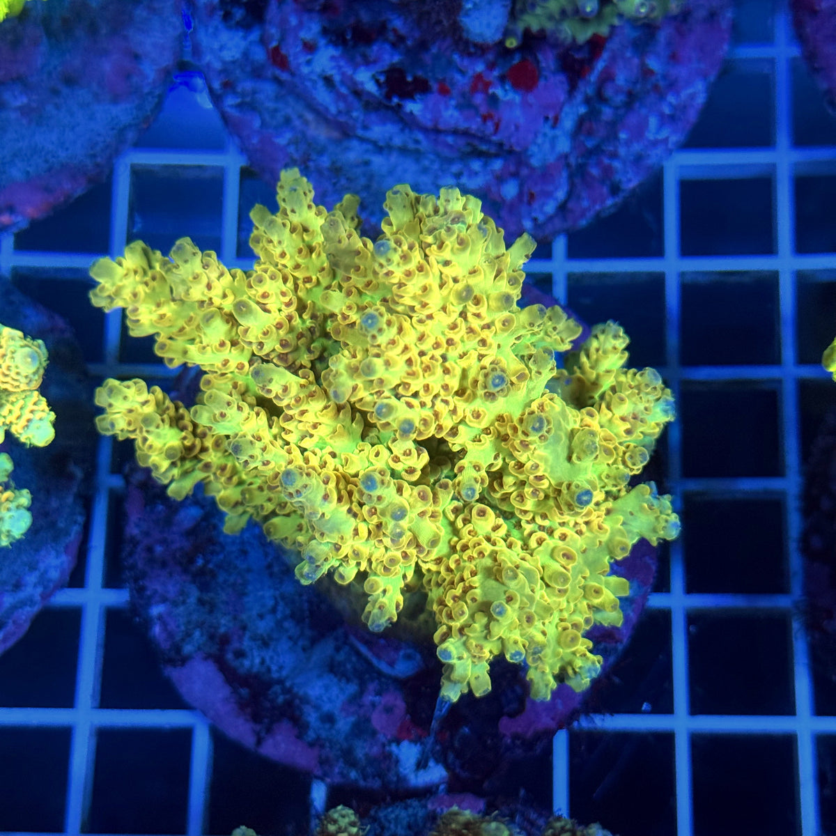 Acro Colony T3B7