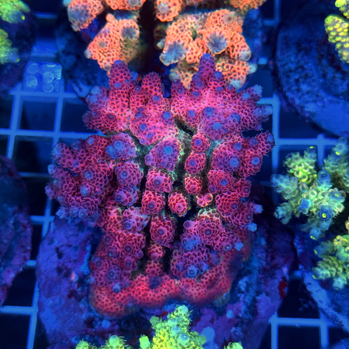 Acro Colony T3B9