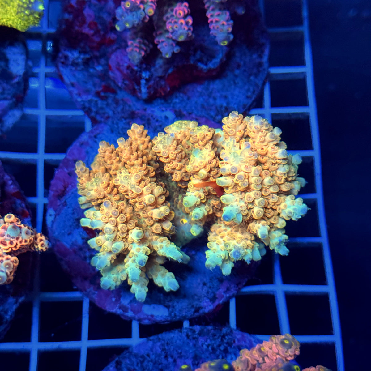 Acro Colony T3C15