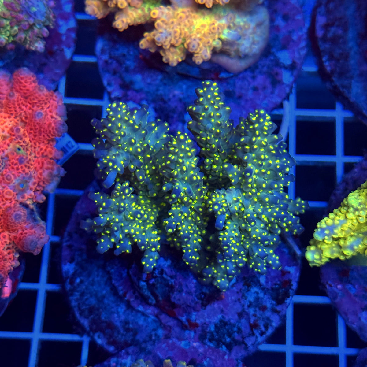 Acro Colony T3C4