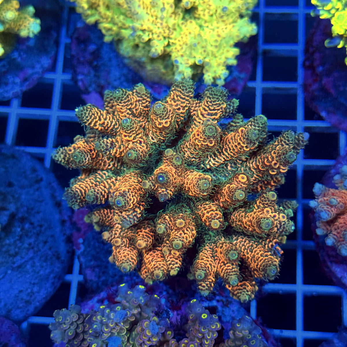 Acro Colony T3C7