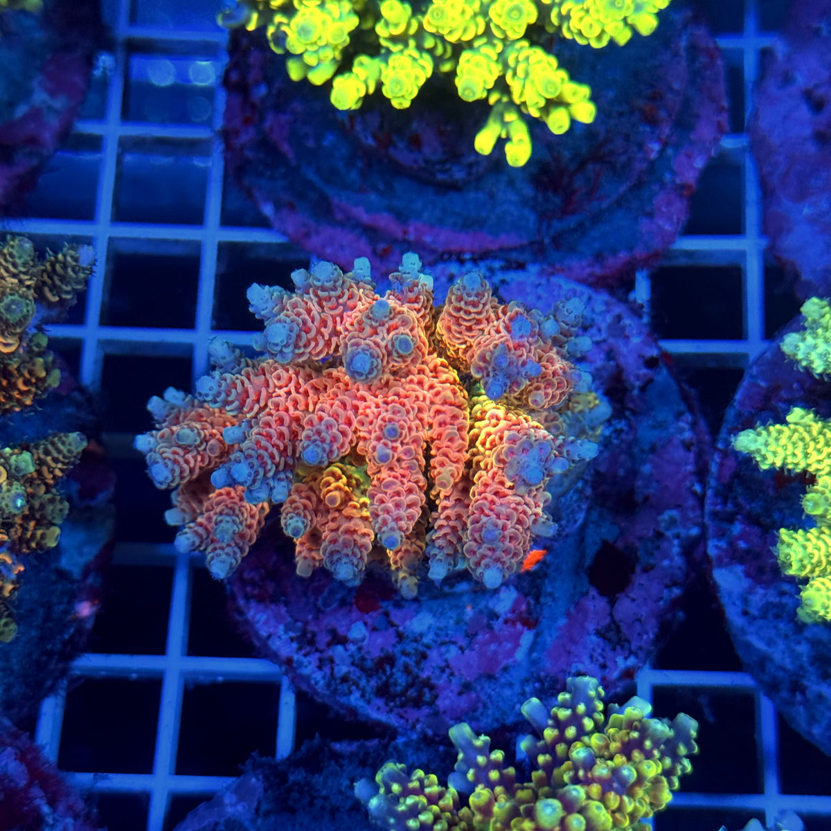 Acro Colony T3C8