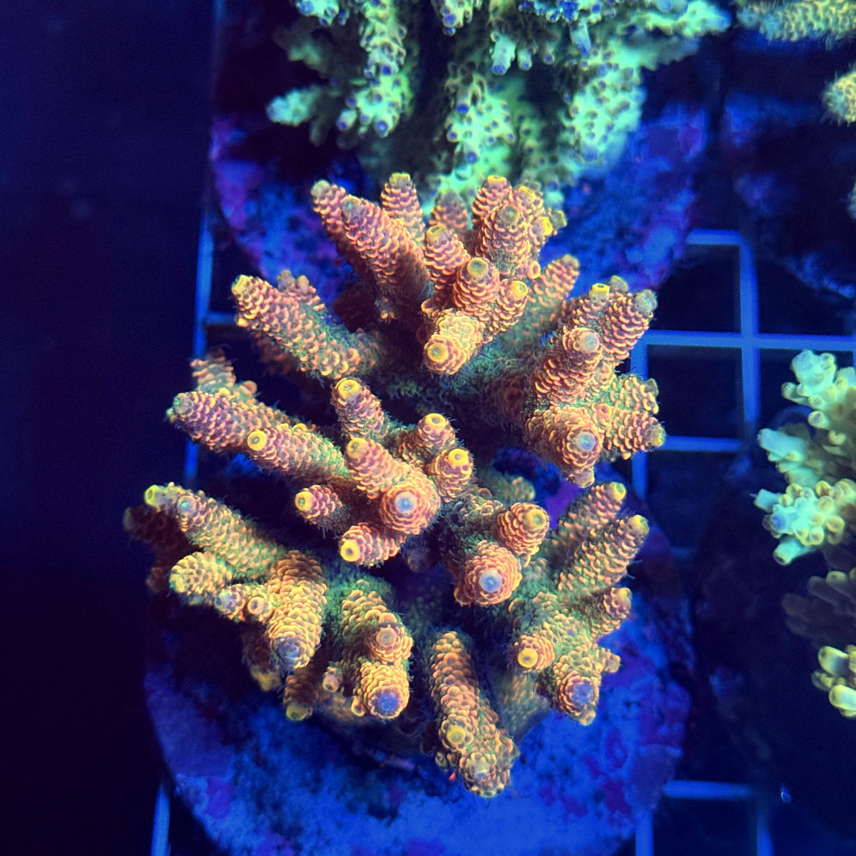 Acro Colony T3D1