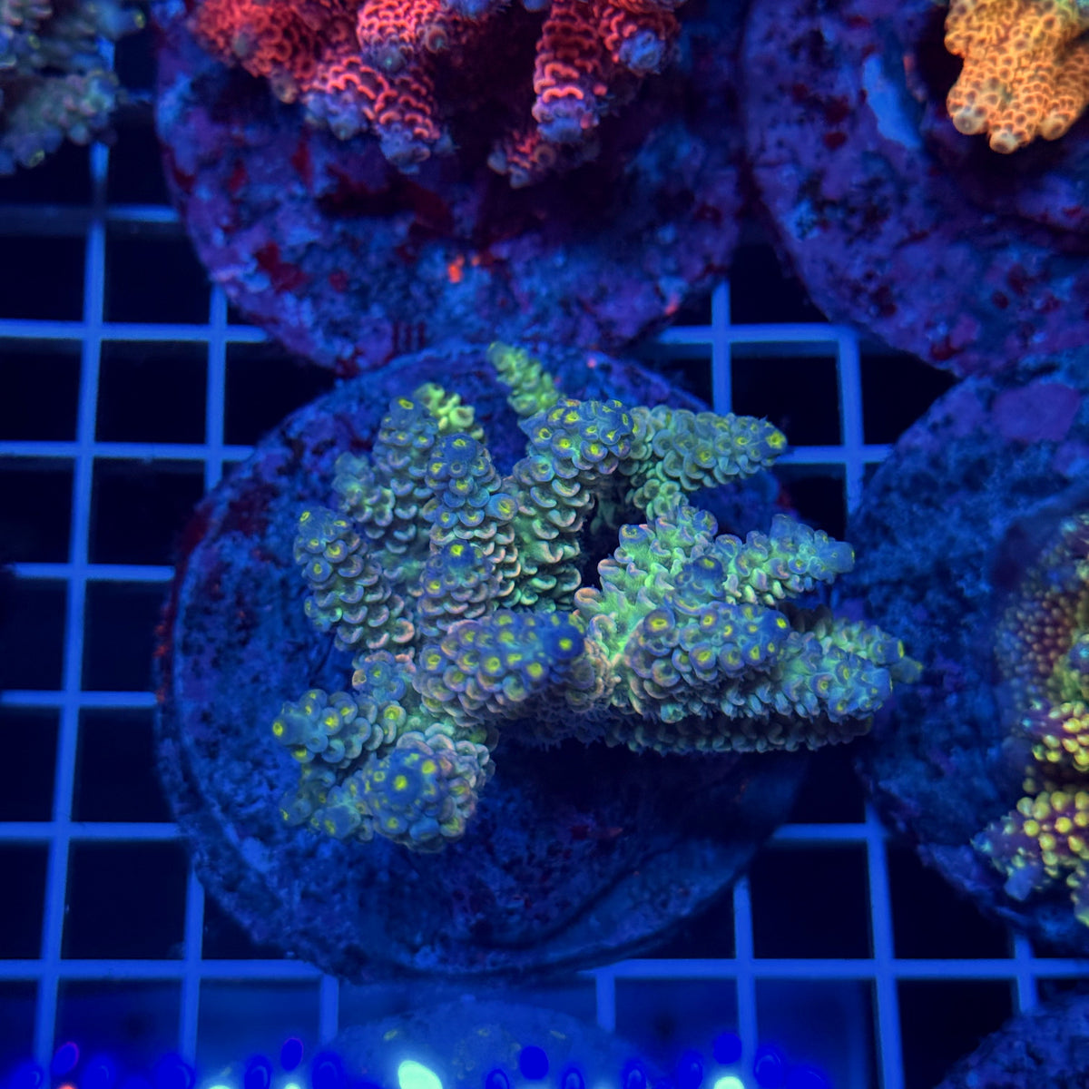 Acro Colony T3D13