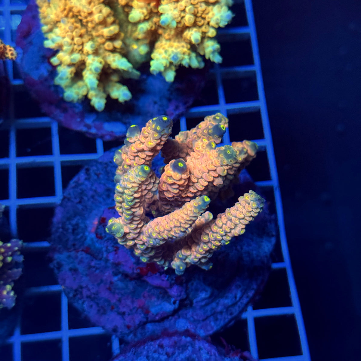 Acro Colony T3D15
