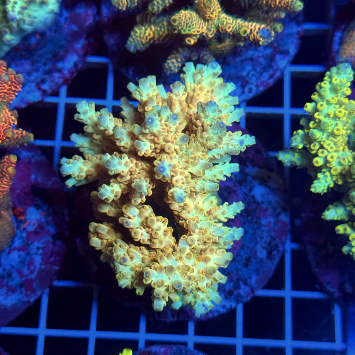 Acro Colony T3D2