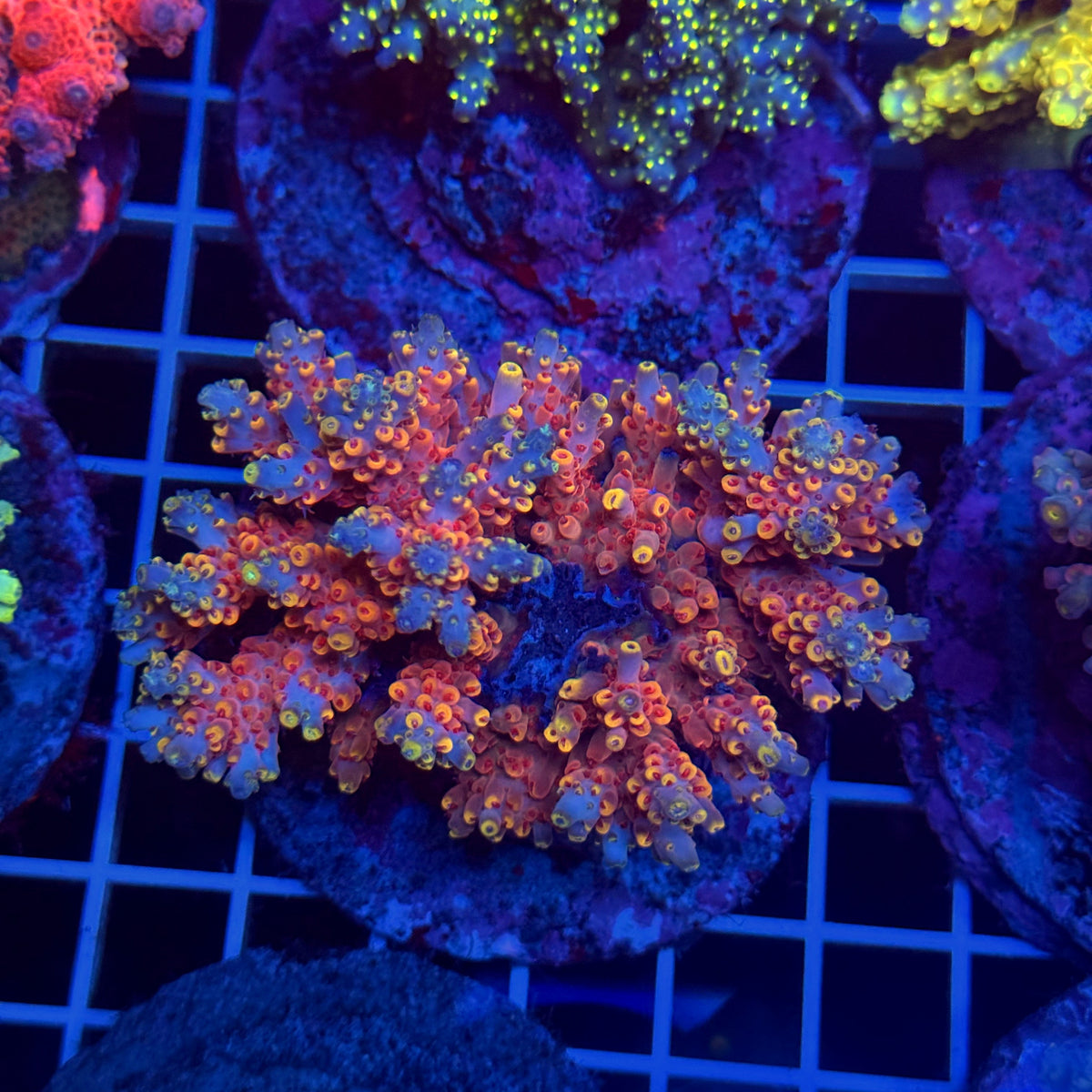 Acro Colony T3D4