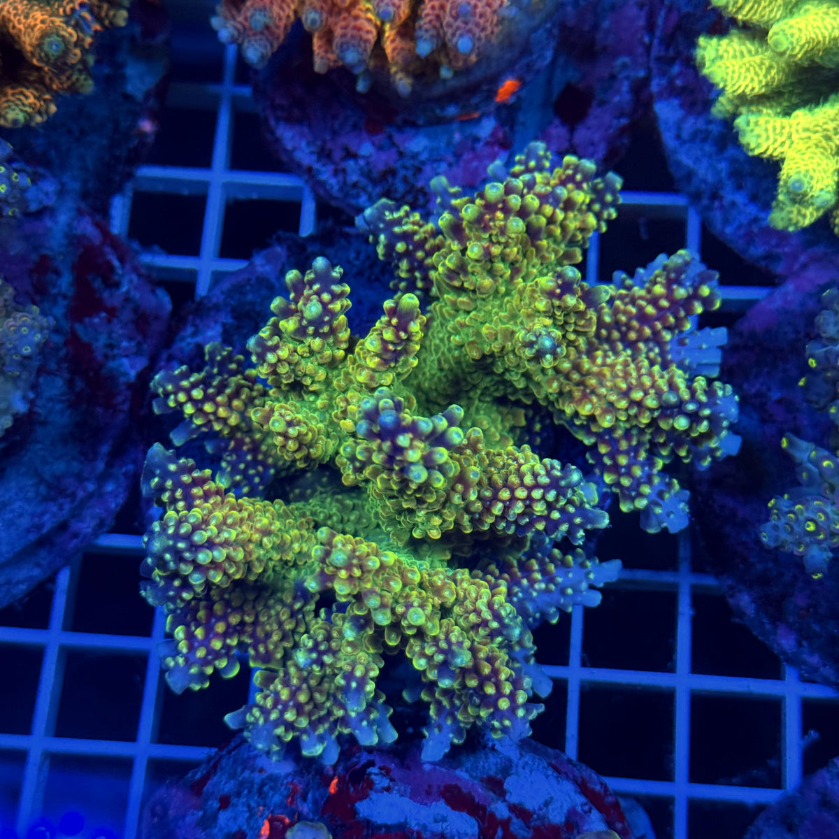 Acro Colony T3D8