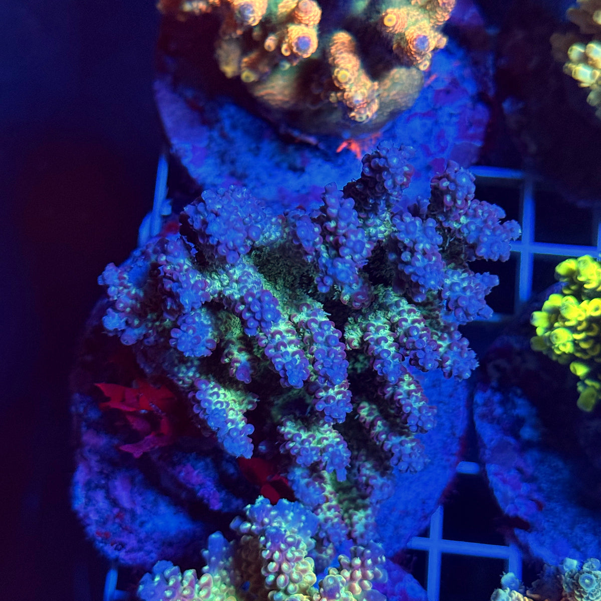 Acro Colony T3E1