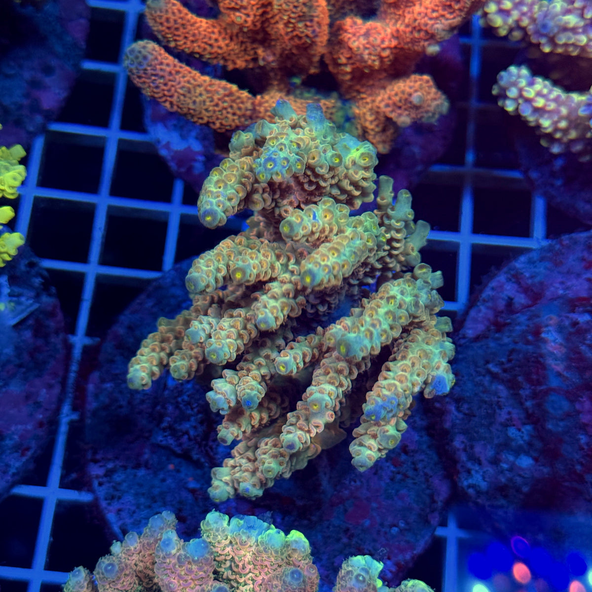 Acro Colony T3E10