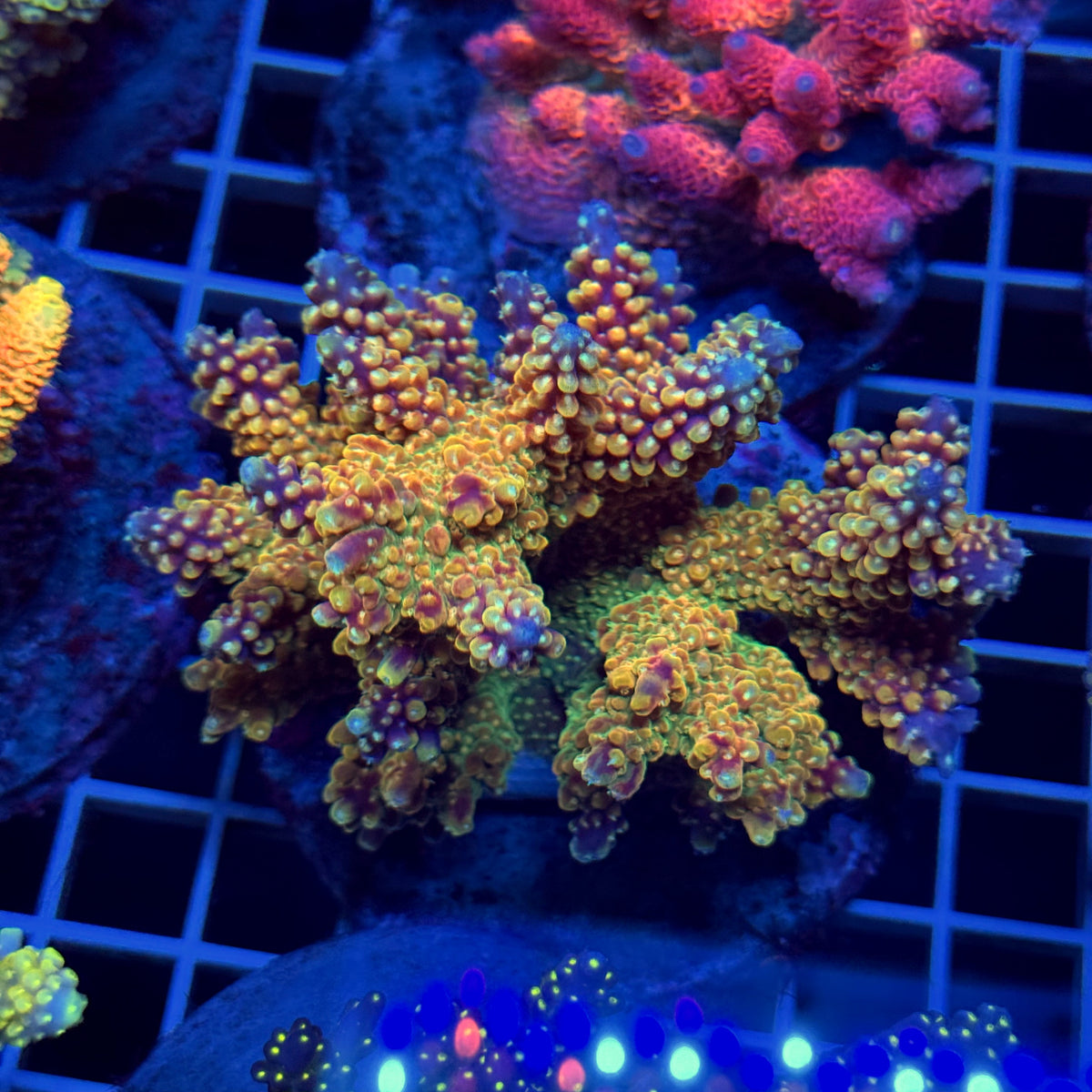 Acro Colony T3E12