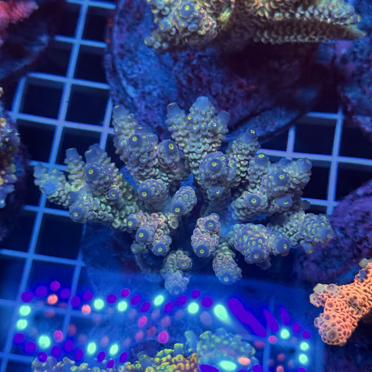 Acro Colony T3E13
