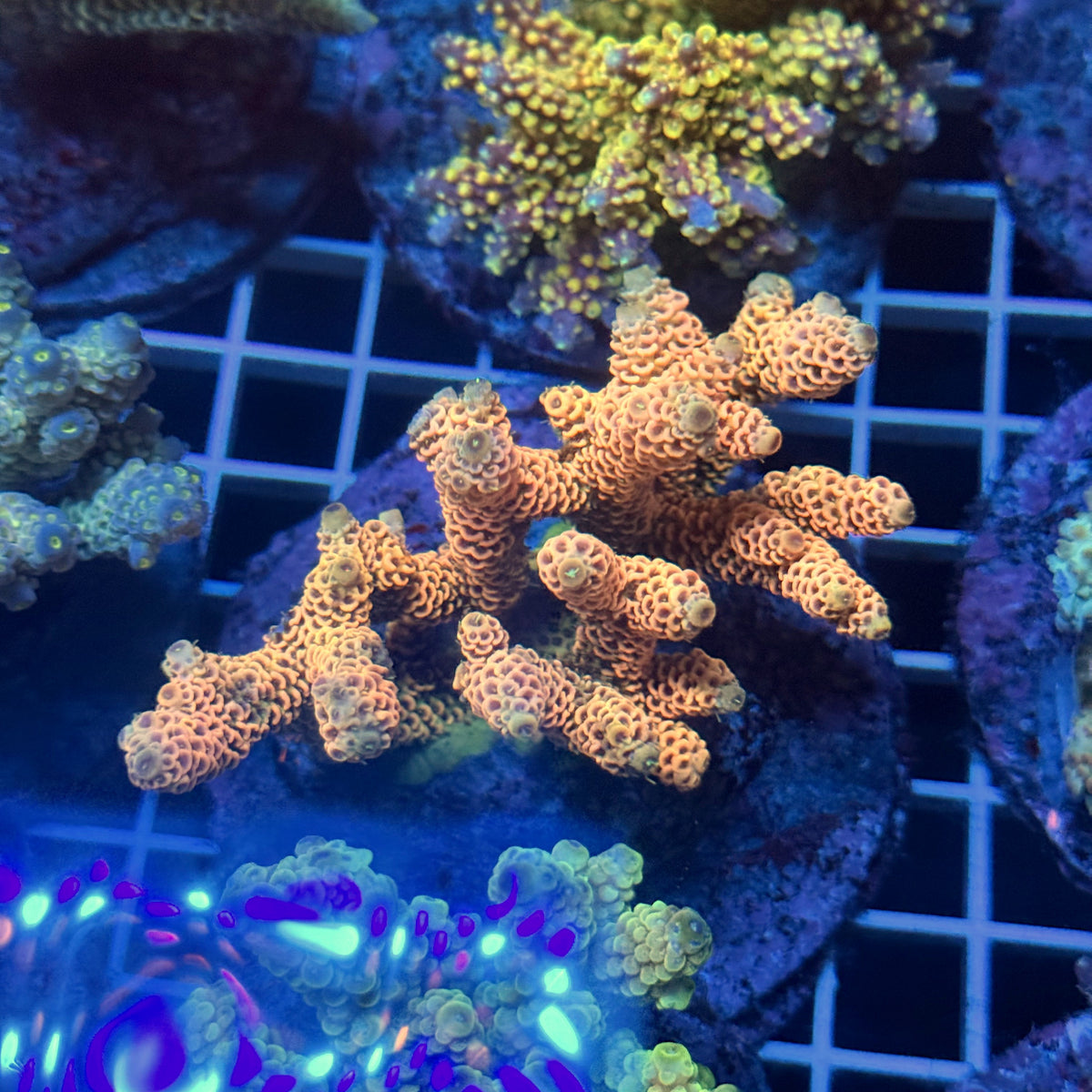 Acro Colony T3E14