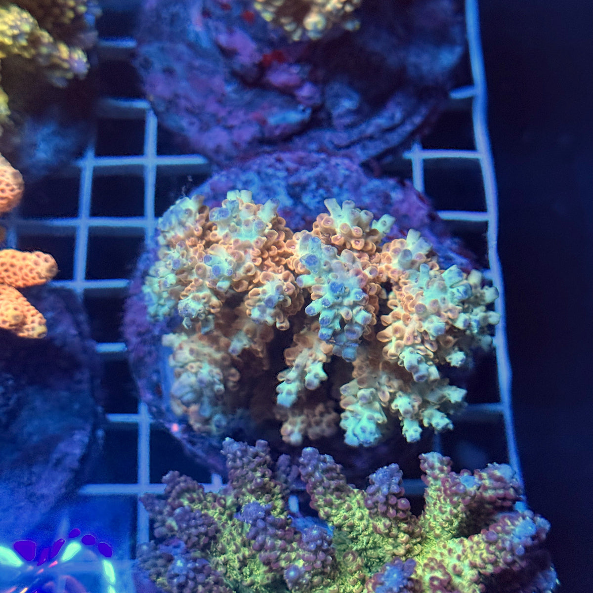 Acro Colony T3E15