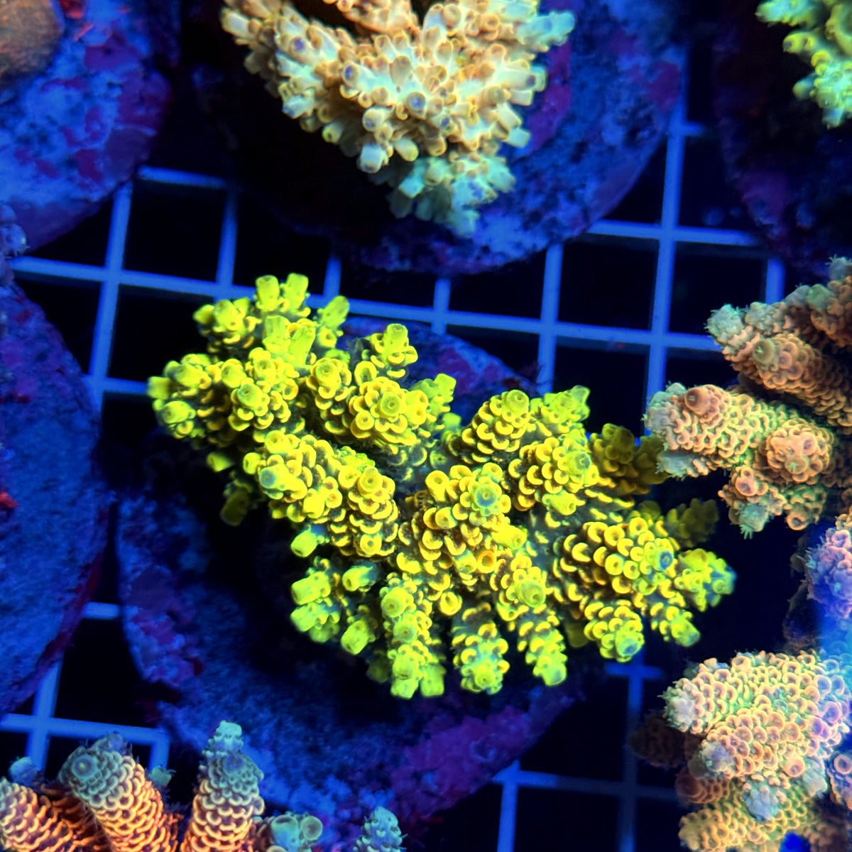 Acro Colony T3E2