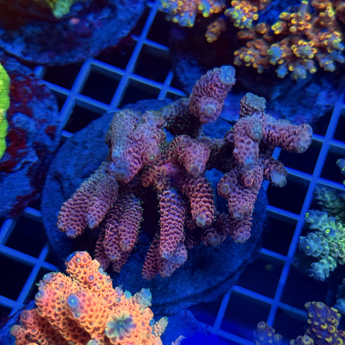 Acro Colony T3E4