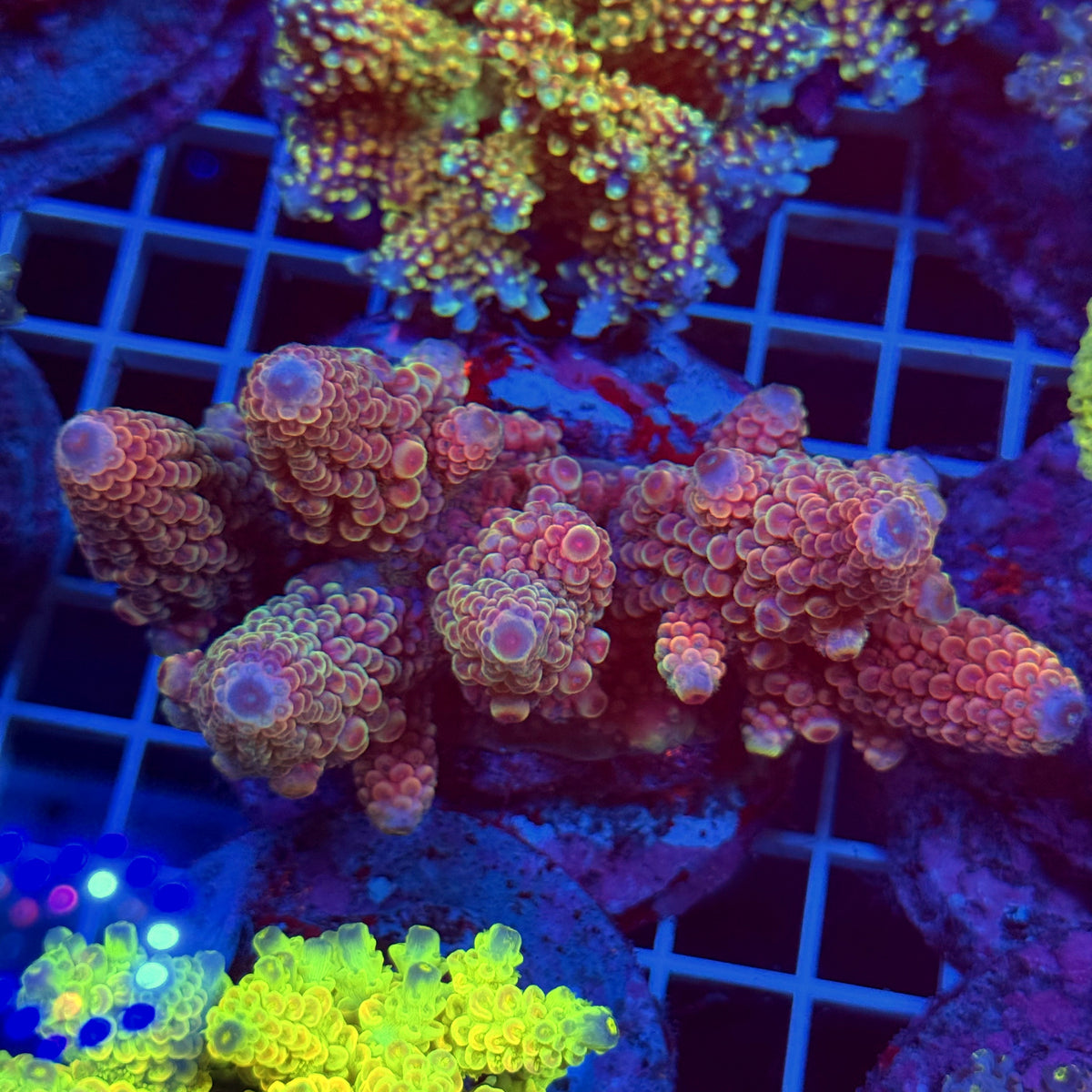 Acro Colony T3E8